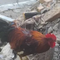 فروش سه عددخروس