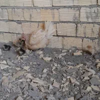 مرغ وجوجه بومی