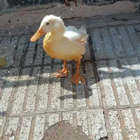 اردک