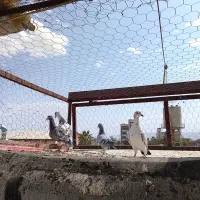 ۴تا ماده پلاکی درجه یک