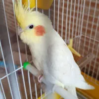 عروس هلندی