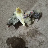 پنج عدد جوجه عروس هلندی سرلاکی