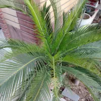 2عدد گلدان