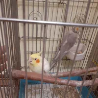 عروس هلندی نر و ماده همراه با قفس