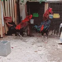 خروس لاری و جوجه لاری