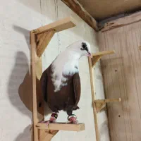 کفتر