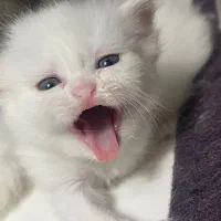 گربه