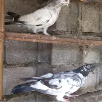 پنج طوق کبوتر پروازی