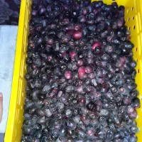 فروش خرما سبدی