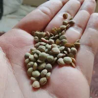 عدس بوجاری