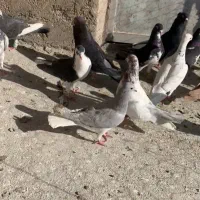 کبوتر|پرنده|شیراز, جوادیه|دیوار