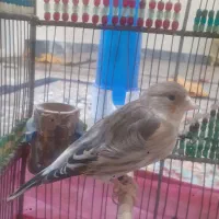 سهره قناری