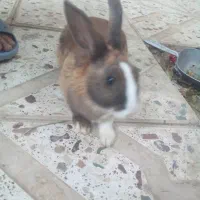 خرگوش