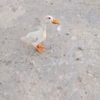 جوجه اردک 3ماهه