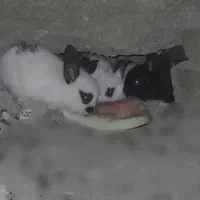خرگوش