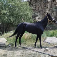اسب مادیان