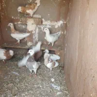 کفتر سفید و طوقی زرد با سینه کاکلی
