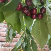 گیلاس درجه یک