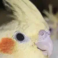 عروس پاریس ماده بالغ