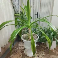 گل سوسن عنکبوتی