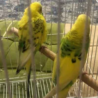 مرغ عشق