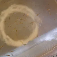 بچه گوپی  پلاتئی و مولی