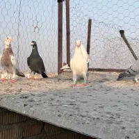 پلاکی