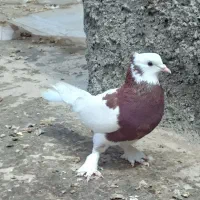 کفتر|پرنده|چناران, |دیوار