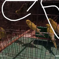 کبوتر و مرغ عشق