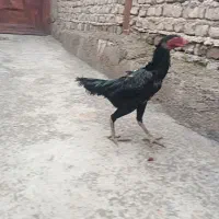 تخم لاری