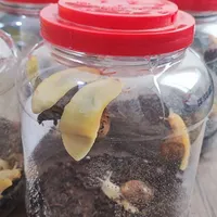 پک چهارتایی حلزون آچاتینا