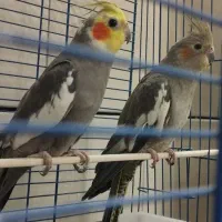 یک جفت عروس هلندی