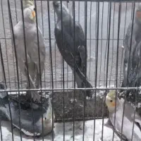 عروس هلندی و مرغ عشق