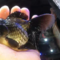 ماهی گلدفیش مولد  تاپ گرید . آکواریوم