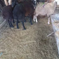 ۵راس بره ماده
