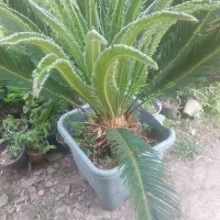 سیکاس