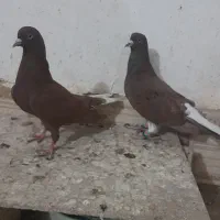 دم سفید