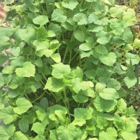 نشا خیار مخصوص خیار شوری