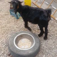 بز با بیگ داشتی در لالی