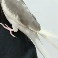 گمشده
