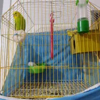 فروش مرغ عشق