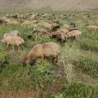 کارگر دامداری