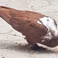 آلابوغاز نر
