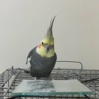 عروس هلندی نر