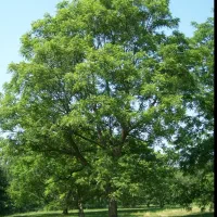زمین کشاورزی