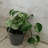 گل و گیا