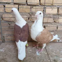 دوکت کویتی مهر