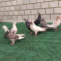 8عددکبوتر|پرنده|حمیدیه, |دیوار