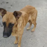 سگ ژرمن
