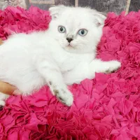 توله اسکاتیش